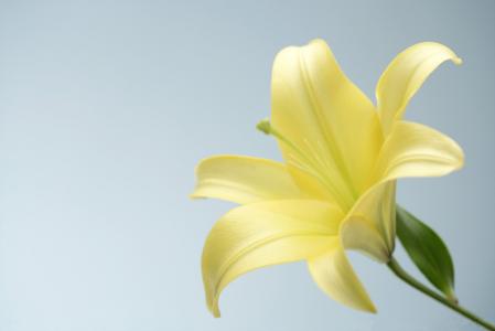 百合花图片 _ 第(10)张