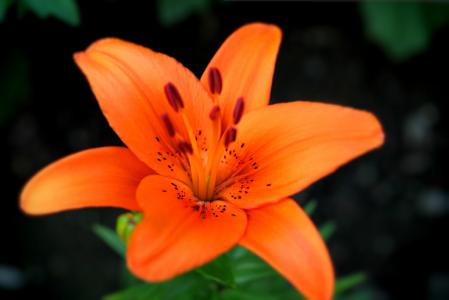 百合花图片 _ 第(11)张