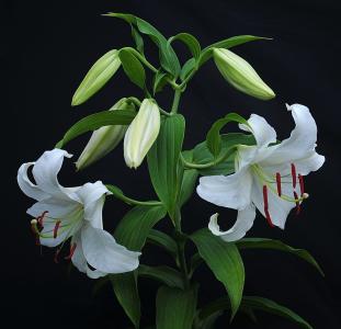 百合花图片 _ 第(13)张
