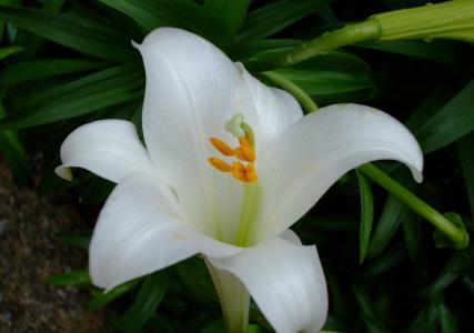 百合花图片 _ 第(14)张
