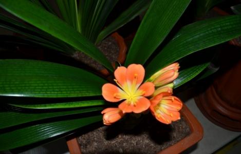 君子兰花图片  君子兰图片  君子兰植物花卉图片第3张