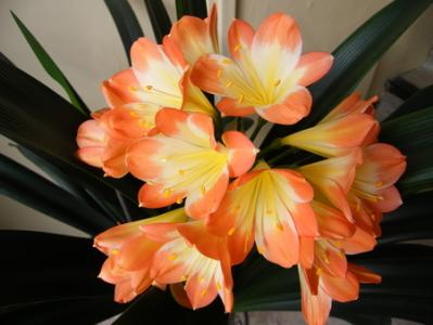 君子兰花图片  君子兰图片  君子兰植物花卉图片第6张