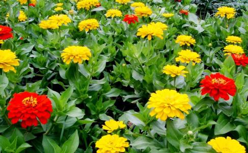 粉花绣线菊花图片  粉花绣线菊图片  粉花绣线菊植物图片第0张