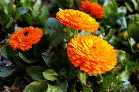 粉花绣线菊花图片  粉花绣线菊图片  粉花绣线菊植物图片第2张