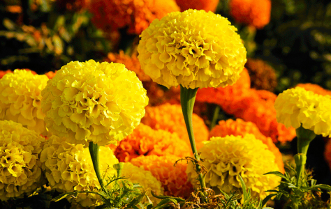 粉花绣线菊花图片  粉花绣线菊图片  粉花绣线菊植物图片第3张
