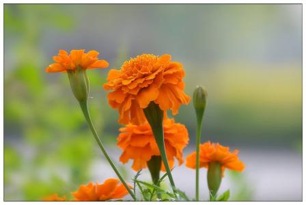 粉花绣线菊花图片  粉花绣线菊图片  粉花绣线菊植物图片第5张