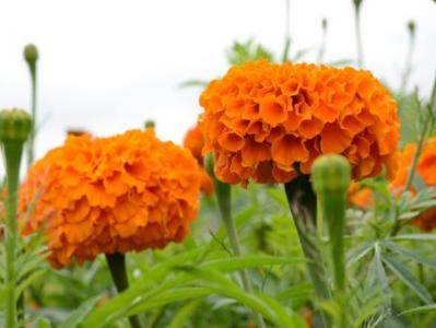 粉花绣线菊花图片  粉花绣线菊图片  粉花绣线菊植物图片第6张