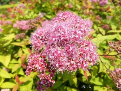 金焰绣线菊花图片  金焰绣线菊图片  金焰绣线菊植物图片第3张
