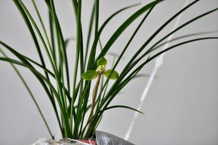 兰花图片 _ 第(12)张