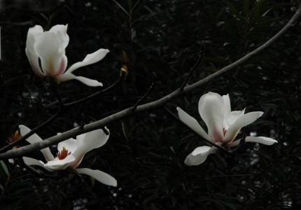 兰花图片 _ 第(6)张