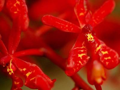 兰花图片 _ 第(9)张