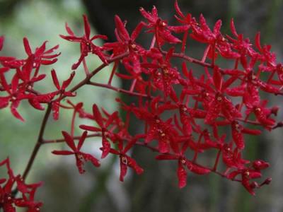 兰花图片 _ 第(10)张