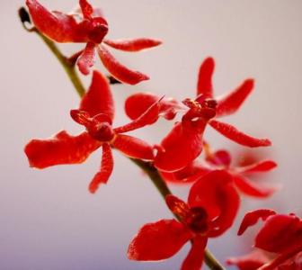 兰花图片 _ 第(11)张