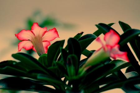 玫瑰花图片 _ 第(9)张