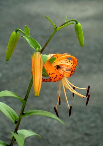 百合花图片 _ 第(10)张