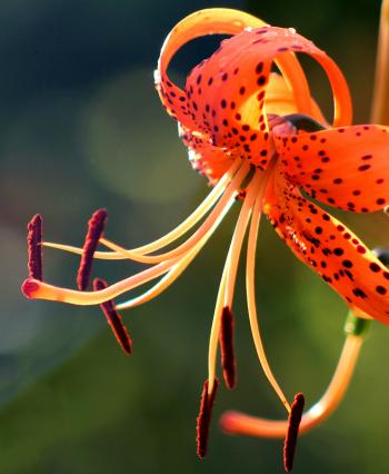 百合花图片 _ 第(11)张