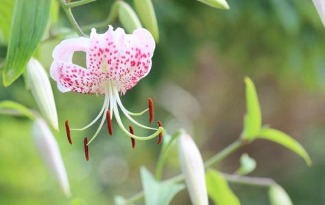 百合花图片 _ 第(19)张