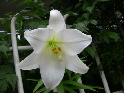 百合花图片 _ 第(6)张