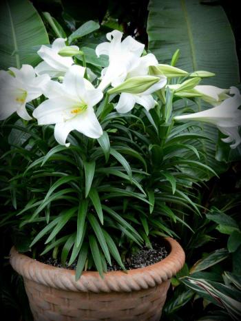 百合花图片 _ 第(7)张