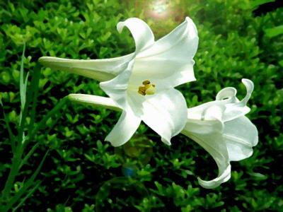 百合花图片 _ 第(9)张