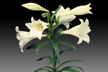 百合花图片 _ 第(10)张