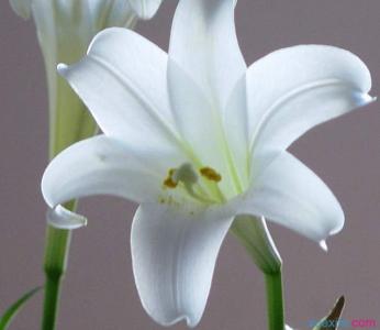 百合花图片 _ 第(11)张