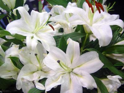 百合花图片 _ 第(12)张