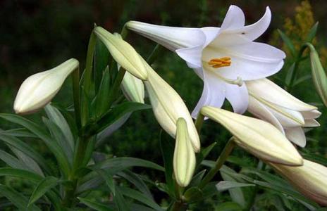 百合花图片 _ 第(14)张