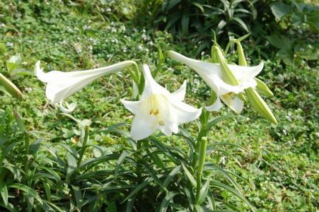 百合花图片 _ 第(15)张