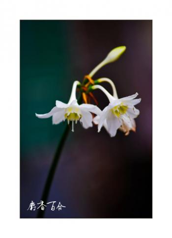 百合花图片 _ 第(16)张