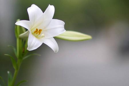 百合花图片 _ 第(17)张