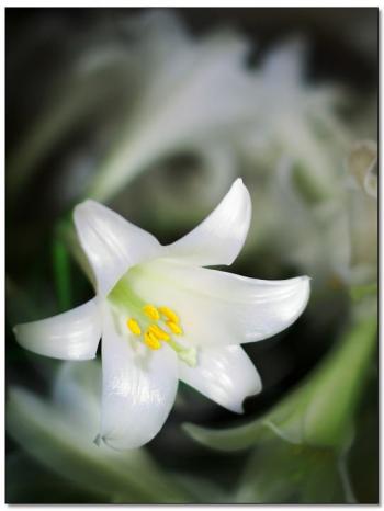 百合花图片 _ 第(20)张