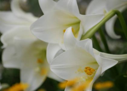 百合花图片 _ 第(21)张