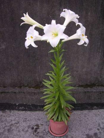 百合花图片 _ 第(22)张