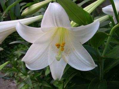 百合花图片 _ 第(23)张
