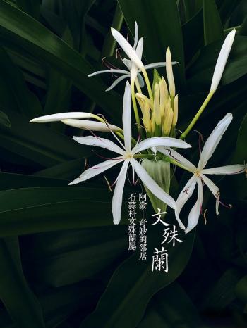 兰花图片 _ 第(4)张