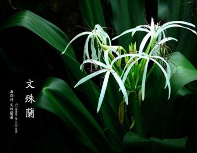兰花图片 _ 第(11)张