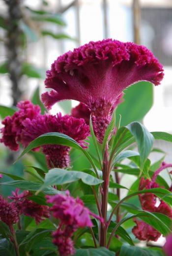 鸡冠花图片 _ 第(8)张