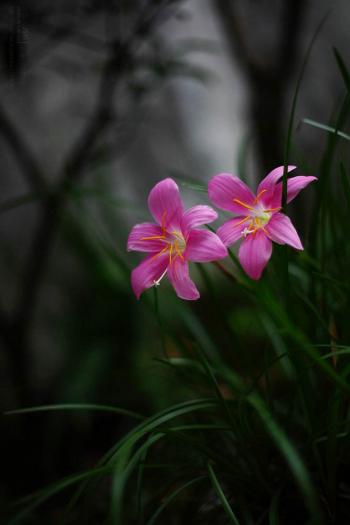 兰花图片 _ 第(11)张