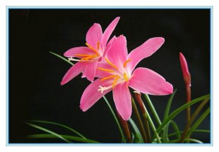 兰花图片 _ 第(13)张