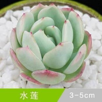 图片 _ 第(4)张