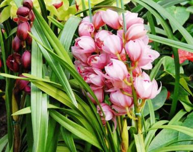 红花文殊兰花图片  红花文殊兰图片  红花文殊兰植物图片第2张