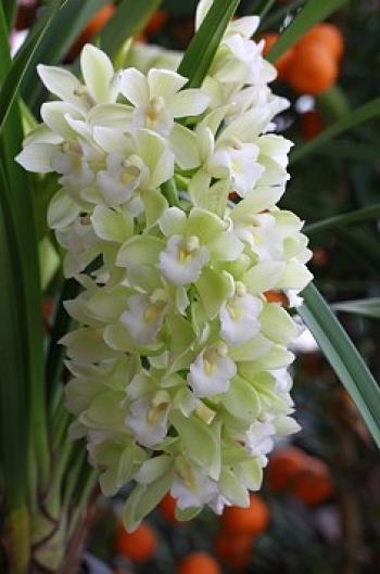 红花文殊兰花图片  红花文殊兰图片  红花文殊兰植物图片第4张