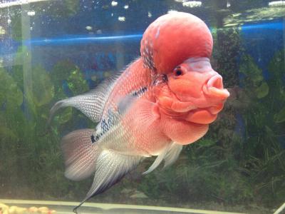 鱼图片图片 _ 第(25)张