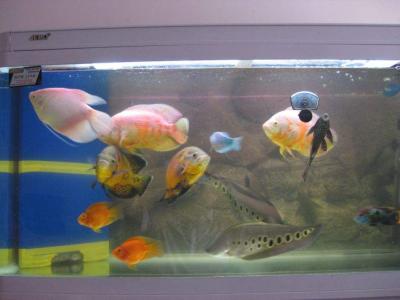 鱼图片第4张