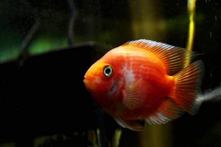 鱼图片图片 _ 第(9)张