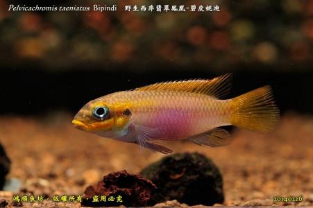 石美人鱼图片   石美人鱼观赏鱼图片第4张