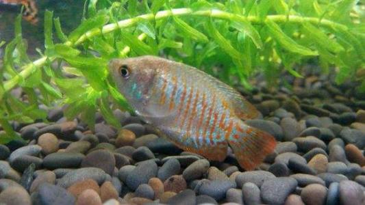 小丑鱼和海葵鱼热带鱼唯美宽屏桌面壁纸第2张