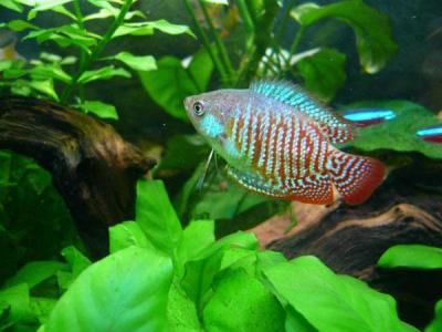 海鲜鱼图片 _ 第(10)张