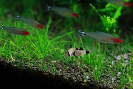 海鲜鱼图片 _ 第(10)张